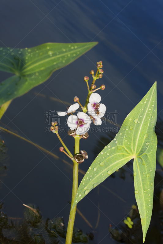 慈姑属,慈姑,水生植物,自然,垂直画幅,水,箭,绿色,雄蕊,无人