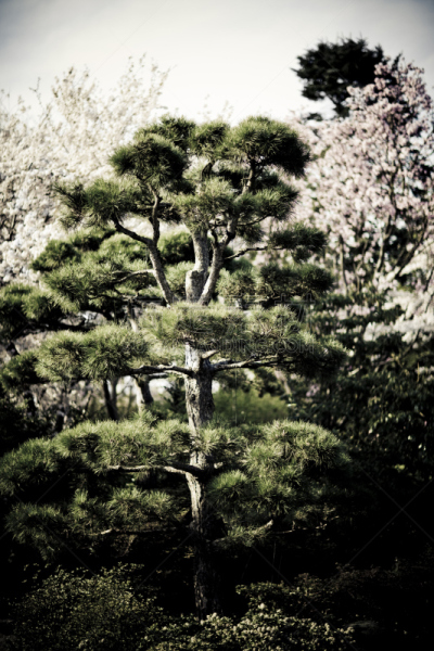 松树,障子,日本红松,低饱和度,垂直画幅,选择对焦,天空,美,樱花,无人