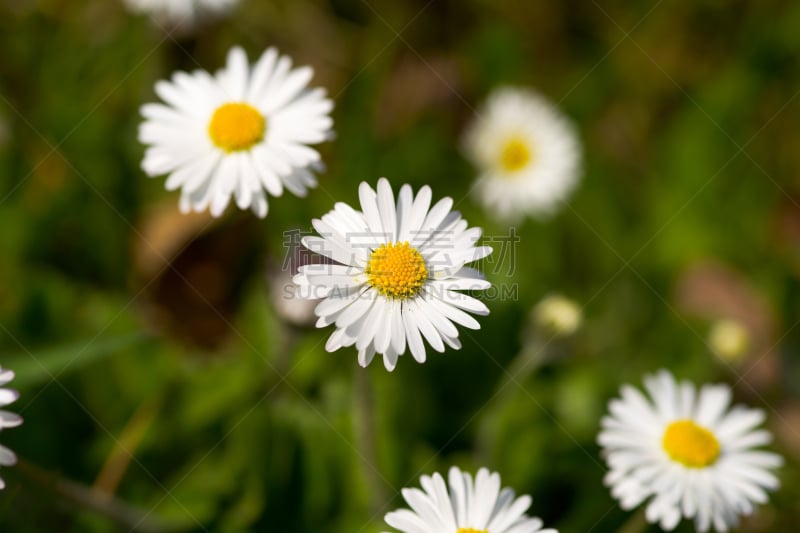 白色,草地,雏菊族,春白菊花,茼蒿菊,水平画幅,无人,甘菊花,草坪,夏天