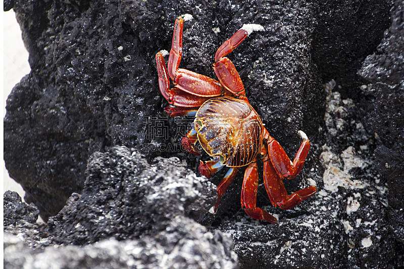 莎莉轻脚蟹,加拉帕戈斯群岛,厄瓜多尔,野生动物,水平画幅,橙色,无人,户外,红色,螃蟹