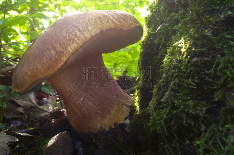 蘑菇,美味牛肝菌,美,水平画幅,提举,无人,苔藓,夏天,草,特写