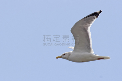 海鸥,嘉龄,西方海鸥,燕鸥,济州岛,慢镜头,一致,清新,自然界的状态,风