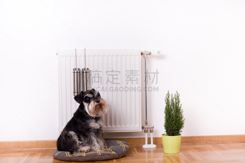狗,电暖气炉,风,气候,温度,储蓄,水平画幅,墙,湿,健康
