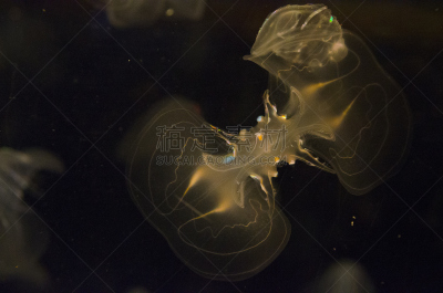 水母,空间探索,紫水母,生物发光,水平画幅,无人,个性,濒危物种,海洋,摄影