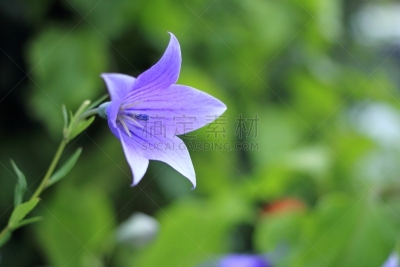 桔梗花,风铃草属,自然,美,水平画幅,绿色,蓝色,特写,开花时间间隔,植物