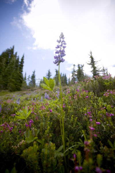 山羊石荒野地,羽扇豆,华盛顿州,日光,夏天,indian paintbrush,自然,垂直画幅,草地,地形