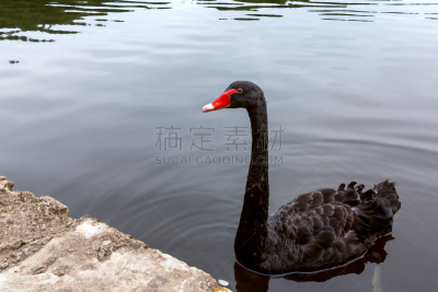 公园,自然美,黑天鹅,池塘,野生动物,天鹅,脖子,动物,鸟类,湖