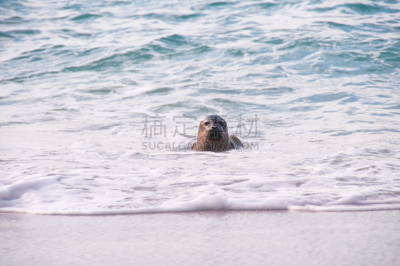 海獭,加利福尼亚,海岸线,罗博斯角州立保护区,自然,海洋生命,图像,海洋,太平洋,动物