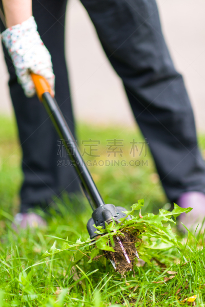 女人,被连根拔出,园艺手套,垂直画幅,休闲活动,泥土,家庭生活,户外,乡村风格,草