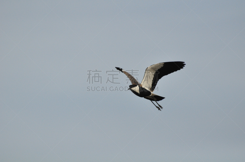 麦鸡亚科,翅膀,马剌,天空,野生动物,水平画幅,鸟类,河岸,淡水鸟,动物