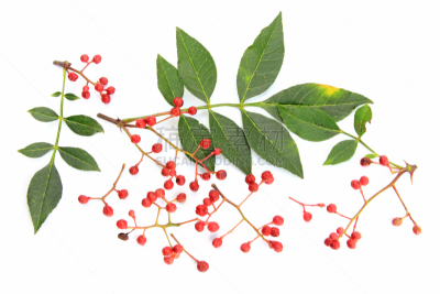 秦椒,胡椒,四川省,留白,水平画幅,芸香科,特写,医药职业,植物,枝