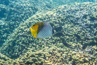 鲅蝴蝶鱼,蝴蝶鱼,礁石,浮潜,水肺潜水,马尔代夫,深的,海洋生命,热带气候,野生动物