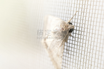 蛾,小猫头鹰,螟蛾,蚕,自然,窗户,太空,无脊椎动物,野生动物,水平画幅