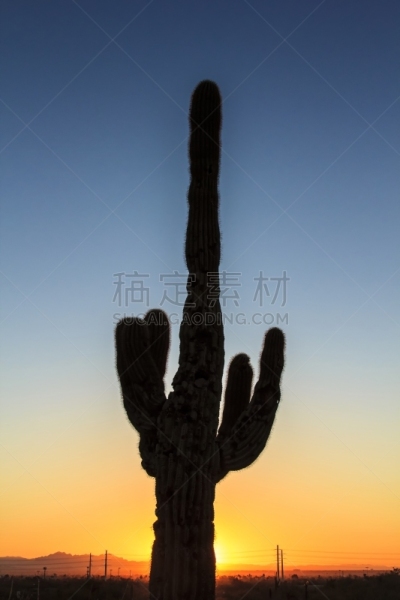 仙人掌,帕帕格公园,自然,垂直画幅,美国,绿色,地形,无人,蓝色,户外