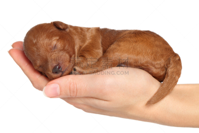 手,小狗,狗,一只动物,星期,褐色,玩具贵宾犬,纯种犬,水平画幅,小的