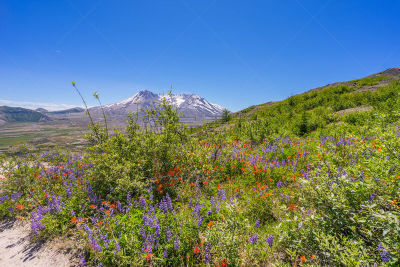 非凡的,山脊,风景,火山,巨大的,小路,桨叉架船,山,花,挨着