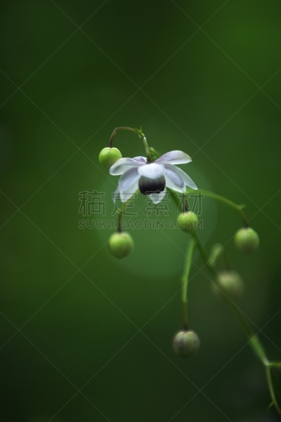 垂直画幅,美,无人,日本,户外,北海道,春天,莲花升麻属科,东南亚,植物