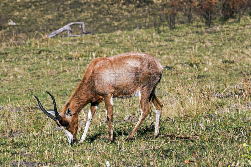 blesbok,平原,冬天,一个物体,干的,动物食性,雄鹿,褐色,水平画幅,无人