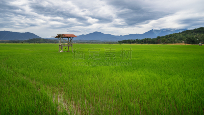 稻田,沙巴州,农业,自然,婆罗洲岛,风景,京那峇鲁山,图像,无人,农场