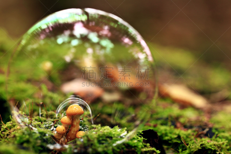 苔藓,大特写,杜松苔,美,褐色,水平画幅,湿,夏天,户外,草