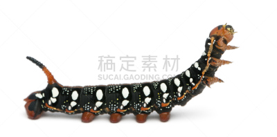 毛虫,白色背景,老鹰,大戟科,蛾,无脊椎动物,野生动物,水平画幅,橙色,无人