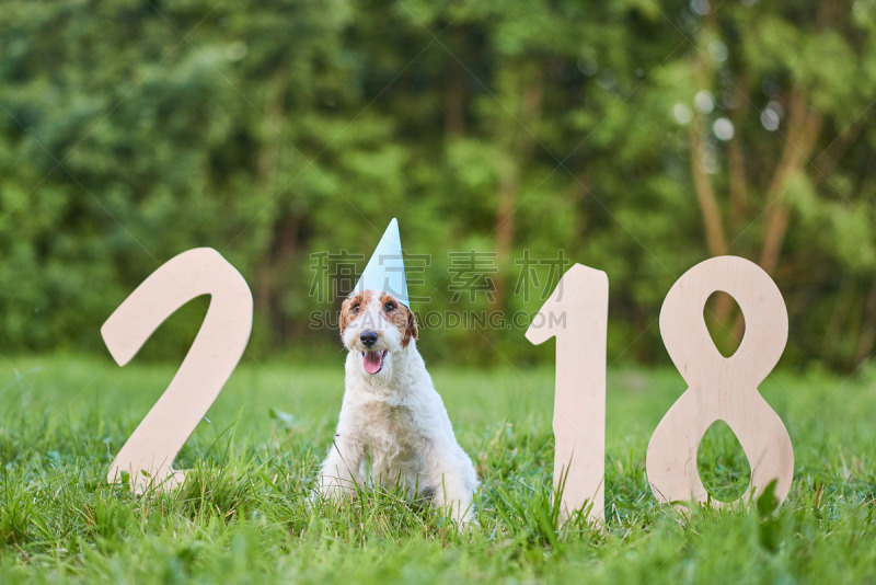 福克斯猎狐犬,新年前夕,狗,可爱的,2018,派克大街,幸福,公园,新的,水平画幅