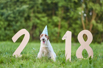 福克斯猎狐犬,新年前夕,狗,可爱的,2018,派克大街,幸福,公园,新的,水平画幅