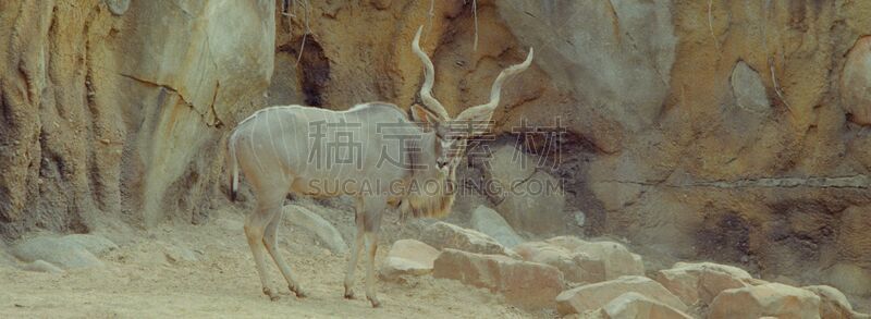 褐色,水平画幅,无人,食草动物,野外动物,大羚羊,彩色背景,内罗毕,海角羚羊,有蹄哺乳动物