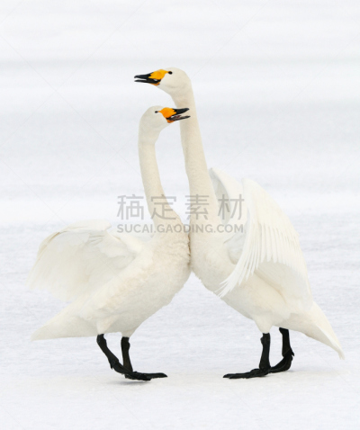 真爱,屈斜路湖,大天鹅,自然,垂直画幅,野生动物,雪,日本,鸟类,动物身体部位
