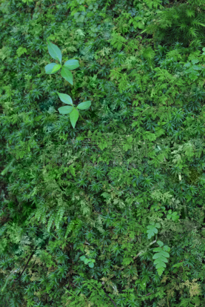 苔藓,自然,垂直画幅,九州,绿色,地形,无人,日本,屋久岛,材料