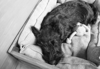 疲劳的,小狗,苏格兰粗毛猎狐犬,水平画幅,墙,卧室,地板,狗,床