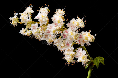 栗树,花朵,水平画幅,无人,特写,仅一朵花,花蕾,白色,植物,彩色图片