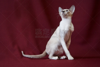 指挥台,野生猫科动物,水平画幅,可爱的,曝光过度,家畜,无人,羽毛围巾,俄罗斯