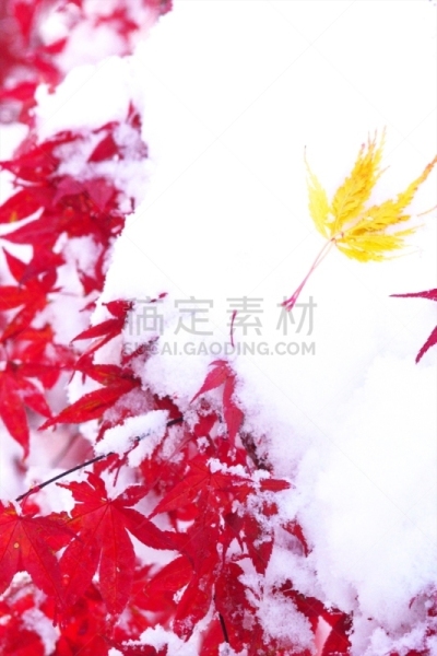 秋天,粉末状雪,舞蹈,垂直画幅,雪,无人,葡萄树枫木,户外,北海道,镜头眩光