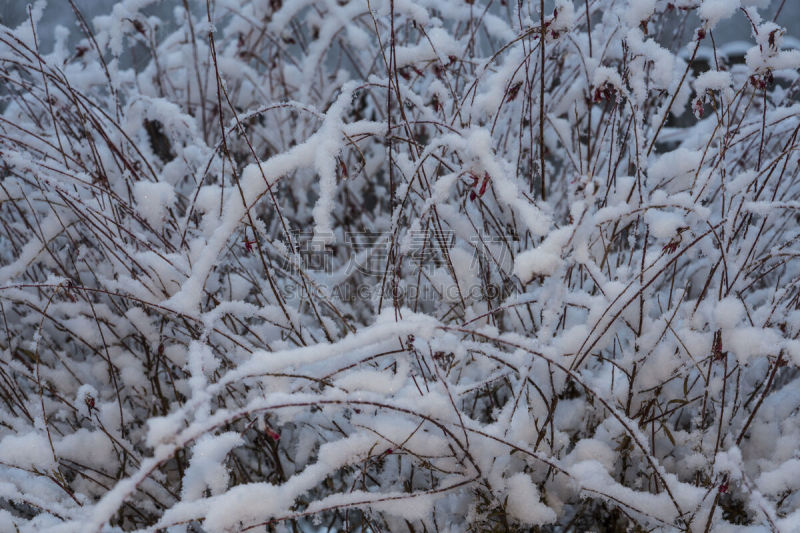 雪,园林,自然,寒冷,美国,水平画幅,无人,户外,草,北美