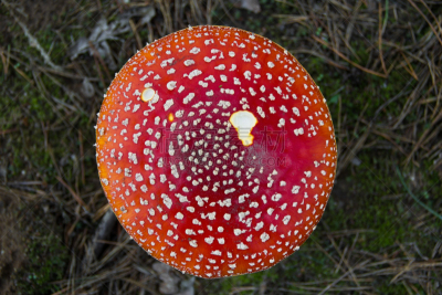 鹅膏菌,自然,水平画幅,无人,有毒生物体,毒蝇菇,斑点,毒蘑菇,红色,摄影