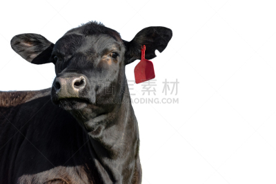 动物头,分离着色,黑安格斯牛,斯托克,阿伯丁安格斯牛,小母牛,肉牛,牲畜,家牛,母牛