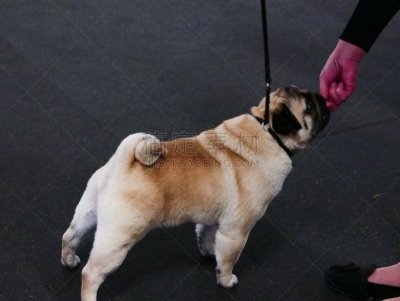 小的,狗,培训课,牧羊犬,受过训练的狗,鼠猎犬,哈巴狗,与众不同,驯狗员