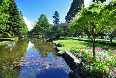 新西兰,皇后镇,园林,自然,水平画幅,郁金香,无人,澳大拉西亚,夏天,户外