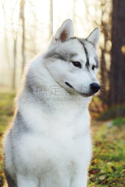 狗,自然美,垂直画幅,美,机敏,美人,户外,特写,猎犬,阿拉斯加雪橇犬