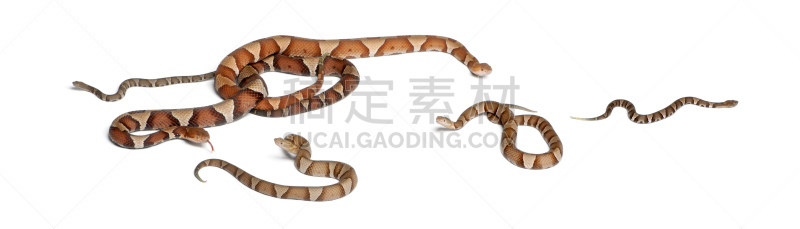 蛇,铜头蛇,雄性动物,雌性动物,苏格兰高地,鹿皮鞋,仅婴儿,褐色,野生动物,水平画幅