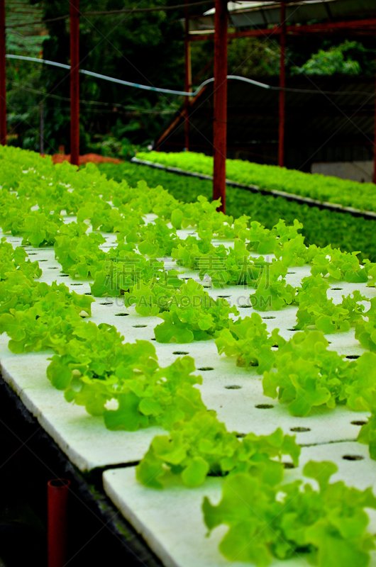 种植园,蔬菜,水培法,垂直画幅,水,胡萝卜,枝繁叶茂,素食,泥土,生食