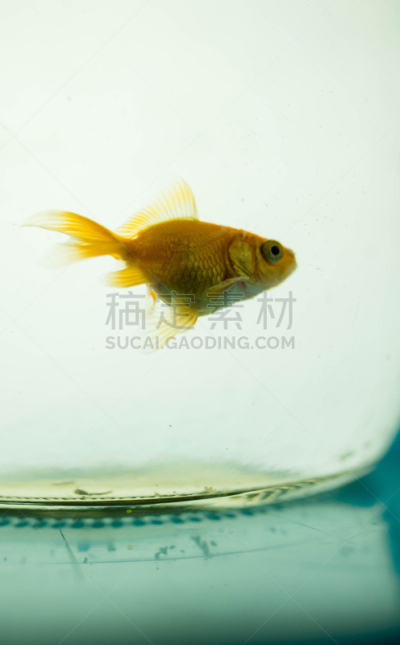 金鱼,鱼食,超小号,玻璃鱼缸,鱼缸,人工饲养动物,水族馆,垂直画幅,水,留白