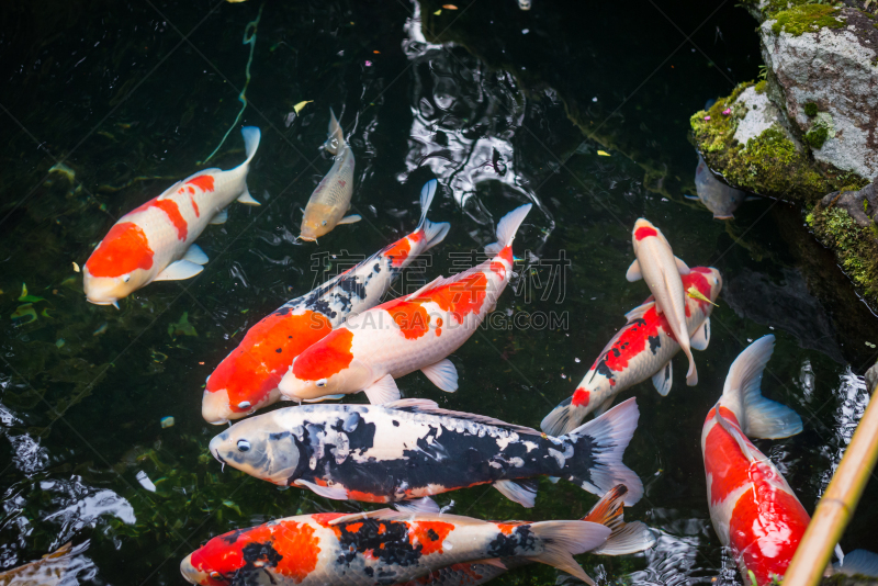 锦鲤,日本,池塘,自然美,水景花园,鱼群,纯净水,鲤鱼,动物的鳞,水