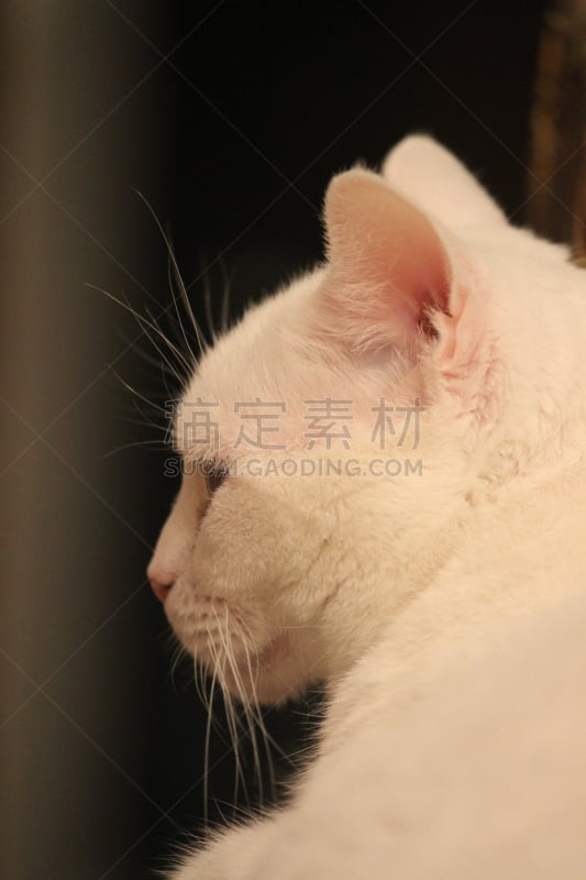 白色,猫,侧面像,垂直画幅,宠物,无人,猫科动物,美洲虎,摄影