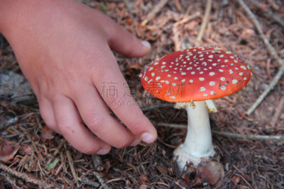 蘑菇,有毒物质,食品,鹅膏菌,动物手,伞形毒菌,水平画幅,提举,有毒生物体,斑点