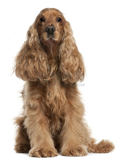 英国小猎犬,白色背景,古典式,英格兰,数字9,可爱的,动物主题,纯种犬,背景分离,肖像