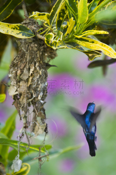 太阳鸟,鸟巢,尼泊尔,紫色,特莱,奇旺,张开翅膀,垂直画幅,无人,鸟类