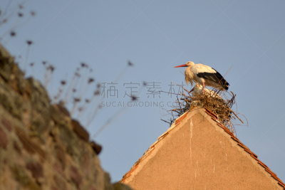 埃古逊,阿尔萨斯,鹳,动物的巢,水平画幅,无人,鸟类,鸟巢,屋顶,彩色图片