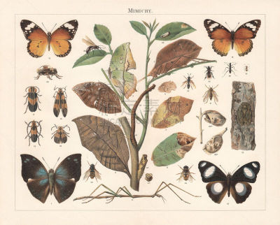 Insect Mimicry, lithograph, published in 1897